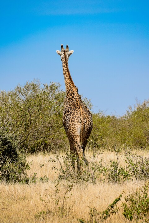 Fotografie getiteld "GIRAFFA 003 - Giraf…" door Naep, Origineel Kunstwerk, Digitale fotografie