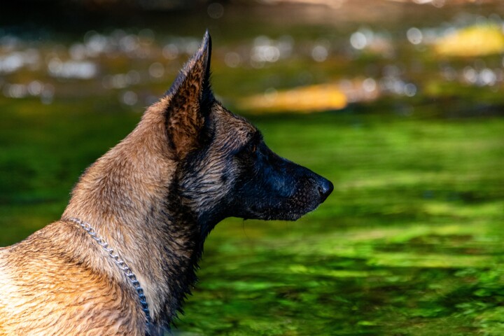 Photographie intitulée "CANIS LUPUS 002 - B…" par Naep, Œuvre d'art originale, Photographie numérique