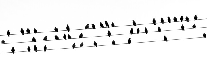 Photographie intitulée "STURNUS VULGARIS 00…" par Naep, Œuvre d'art originale, Photographie numérique