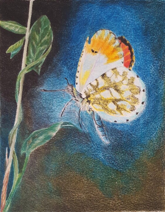 图画 标题为“butterfly” 由Nafiseh Jafary, 原创艺术品, 铅笔