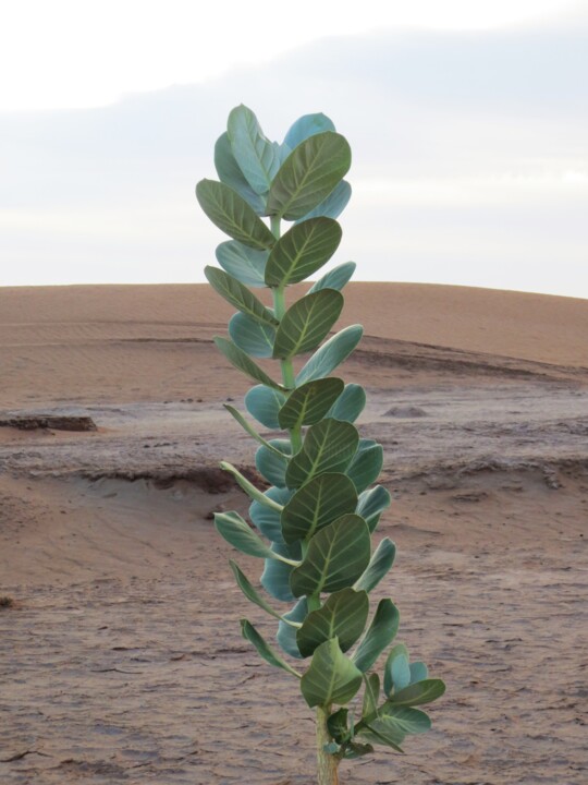 Photographie intitulée "Arbuste du désert" par Nahalah, Œuvre d'art originale, Photographie non manipulée