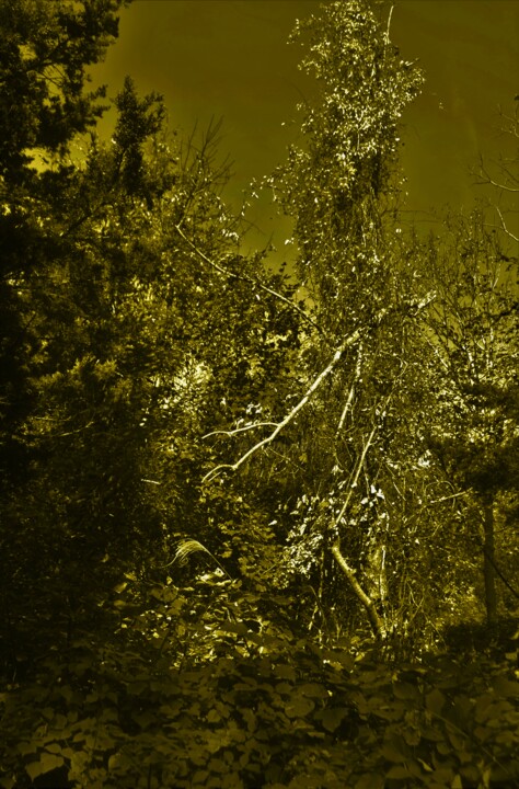 Photography titled "Forêt, Forêt Verte…" by Nana Plamadeala-Kiritchenko, Original Artwork, Manipulated Photography