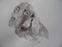 Drawing titled "CHIEN BRAQUE FRANCA…" by Nadine Pizzinato, Original Artwork, Other