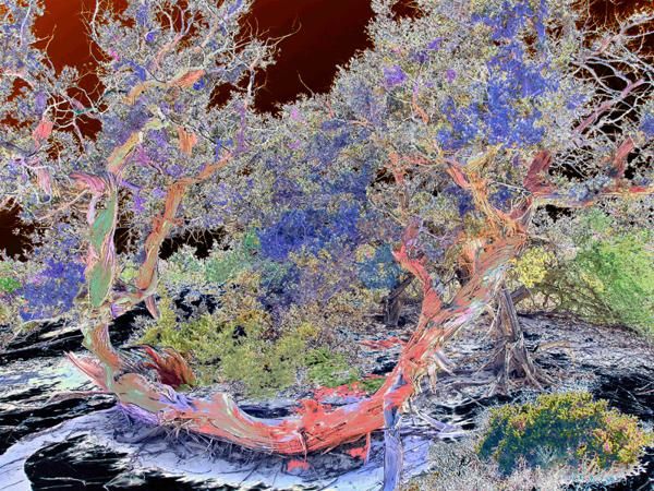 Digital Arts titled "Magic Tree 1" by Cris Orfescu, Original Artwork, Digital Painting