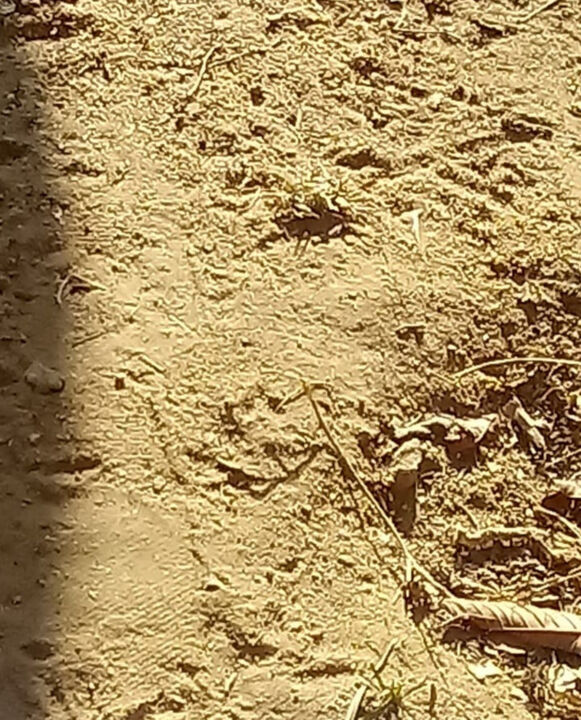 Fotografia intitulada "Sand" por Nara Sousa, Obras de arte originais, Fotografia digital