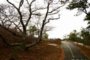 Photographie intitulée "Road" par Nastassia Fokina, Œuvre d'art originale