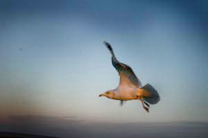 Fotografie mit dem Titel "Flight" von Nastassia Fokina, Original-Kunstwerk