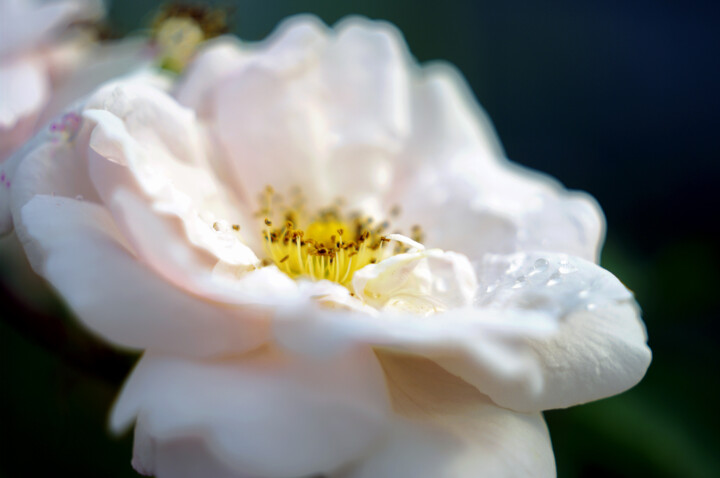 Фотография под названием "wild Rose" - Ната К, Подлинное произведение искусства, Цифровая фотография