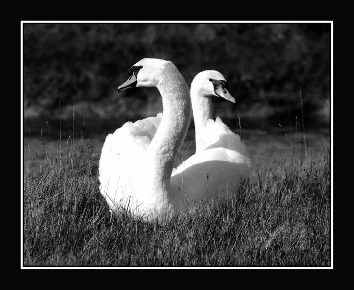 Photography titled "Couple de cygnes" by Natacha Favreau, Original Artwork