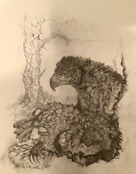 Dibujo titulada "Fledglings" por Natalie Roy, Obra de arte original, Lápiz