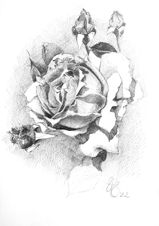 Zeichnungen mit dem Titel "Queen of flowers" von Natasha Sokolnikova, Original-Kunstwerk, Bleistift