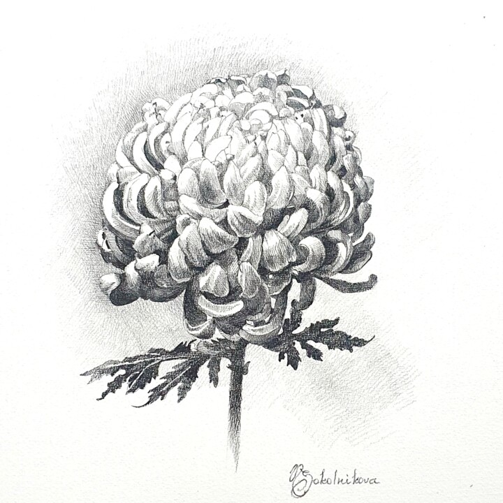 Zeichnungen mit dem Titel "Chrysanthemum" von Natasha Sokolnikova, Original-Kunstwerk, Bleistift Auf Karton montiert