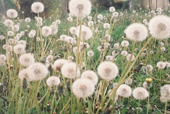 Fotografie getiteld "Les pissenlits duve…" door Nathalie De Courrèges, Origineel Kunstwerk