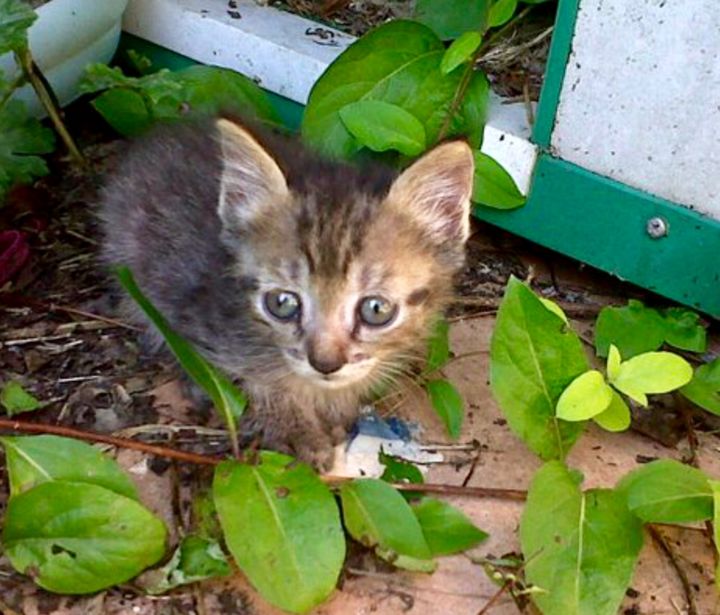 Photography titled "Le chaton craintif" by Nathalie De Courrèges, Original Artwork