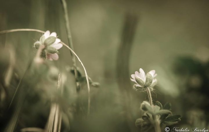 "Natur'elles" başlıklı Fotoğraf Nathalie Bardyn tarafından, Orijinal sanat