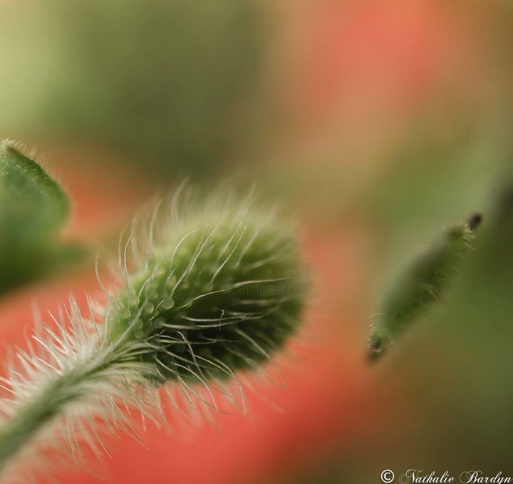 Photography titled "Joli coquelicot" by Nathalie Bardyn, Original Artwork