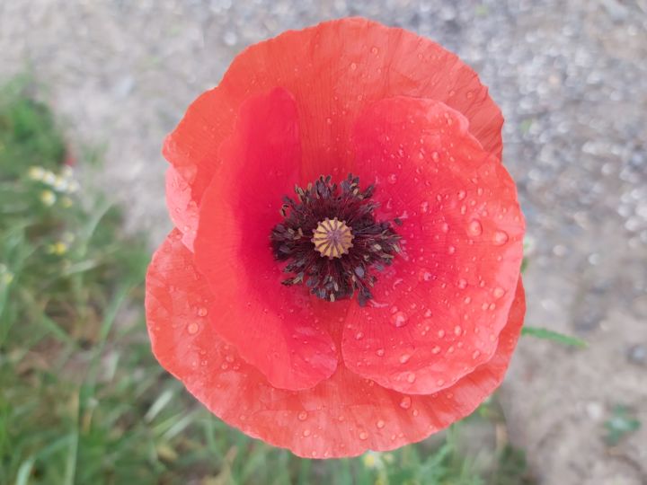 Photography titled "Matin coquelicot" by Nathy ... (Nathy), Original Artwork, Non Manipulated Photography