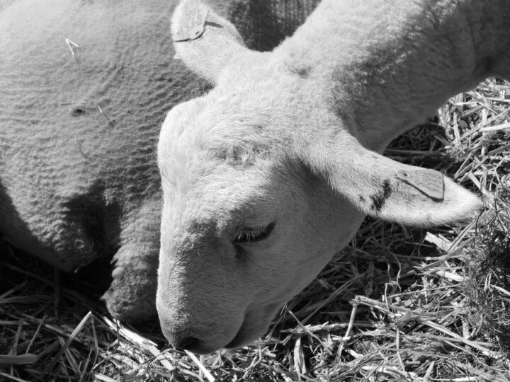 Photographie intitulée "le mouton" par Nathy ... (Nathy), Œuvre d'art originale, Photographie numérique