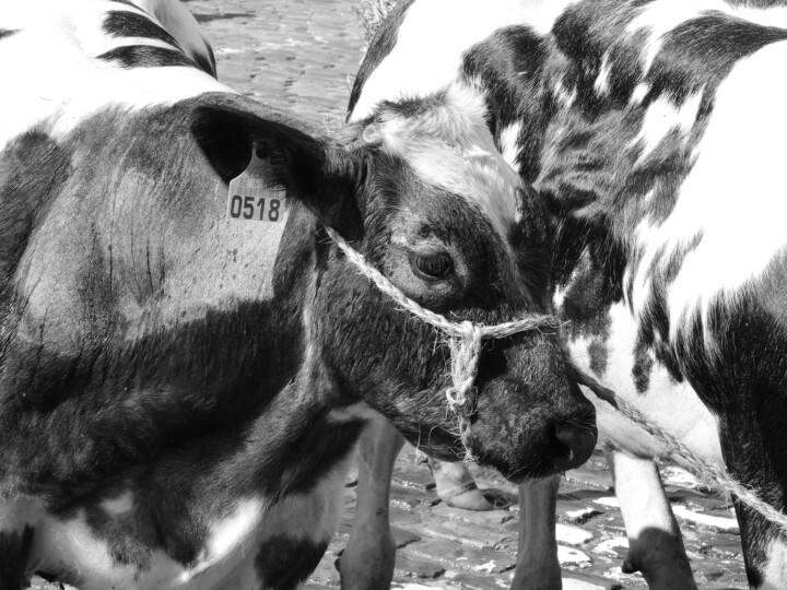 Photographie intitulée "la foire agricole" par Nathy ... (Nathy), Œuvre d'art originale, Photographie numérique