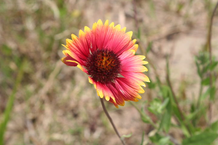 Photography titled "Gaillarde jolie" by Nathalie Mansard, Original Artwork, Non Manipulated Photography