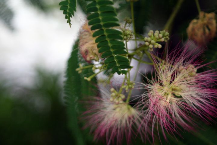 Photographie intitulée "Albizia" par Nathalie Mansard, Œuvre d'art originale, Photographie non manipulée