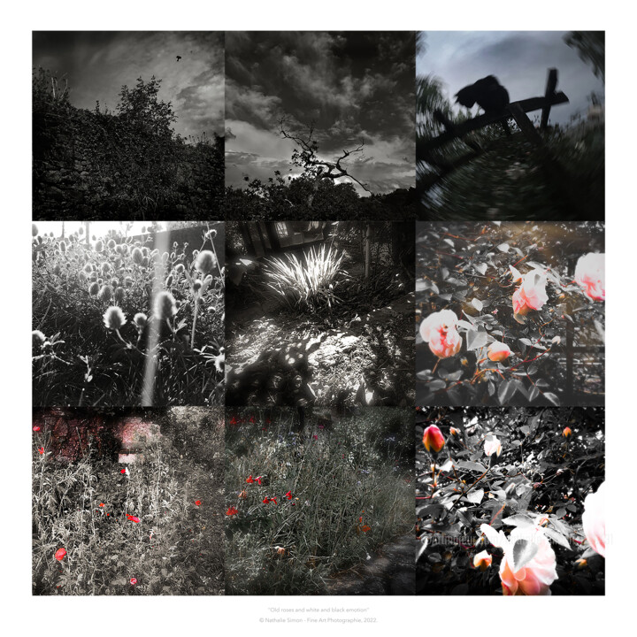 Photography titled "Old roses and white…" by Nathalie Simon, Original Artwork, Digital Photography