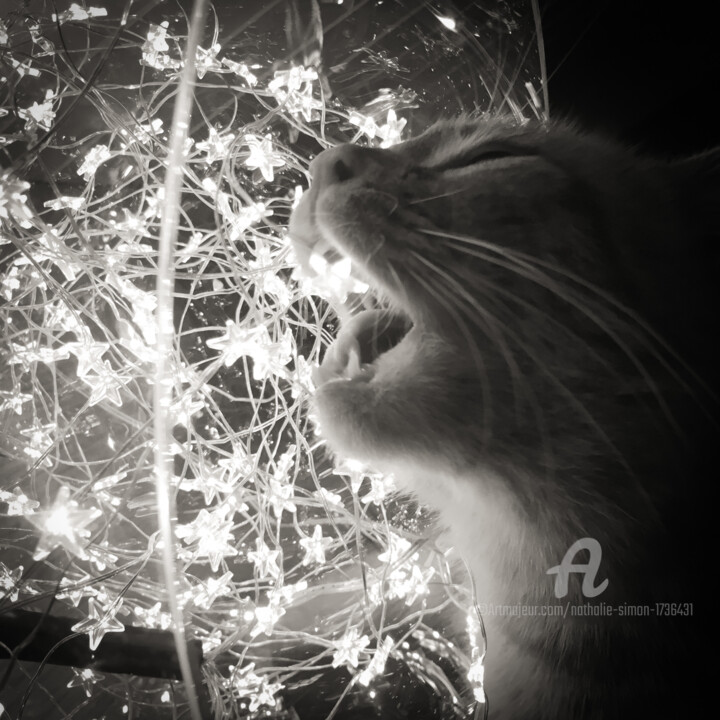 Photography titled "Cat star" by Nathalie Simon, Original Artwork, Digital Photography