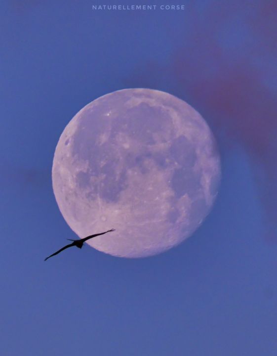 Фотография под названием "Vol vers la lune" - Naturellement Corse, Подлинное произведение искусства, Цифровая фотография