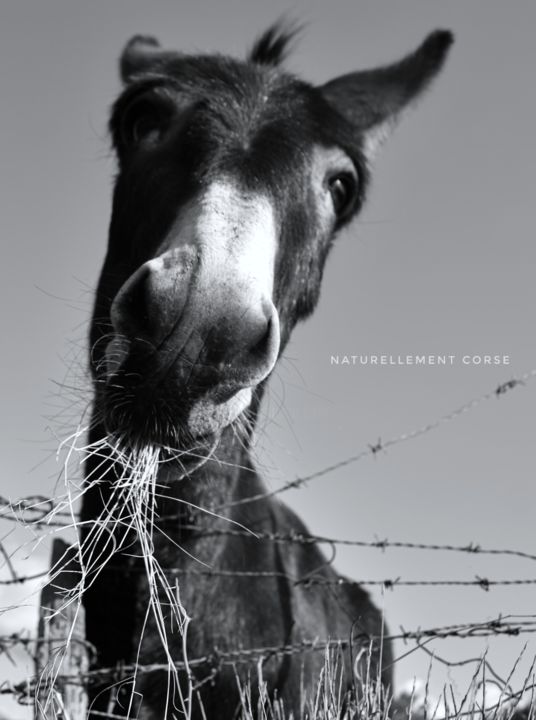 Photography titled "Salut copain" by Naturellement Corse, Original Artwork, Digital Photography