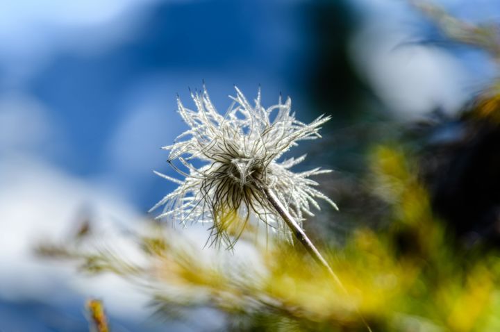 Photographie intitulée "Pulsatille" par Noel Crosetti, Œuvre d'art originale