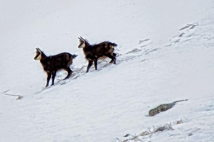 Les Deux Frères Noel Crosetti
