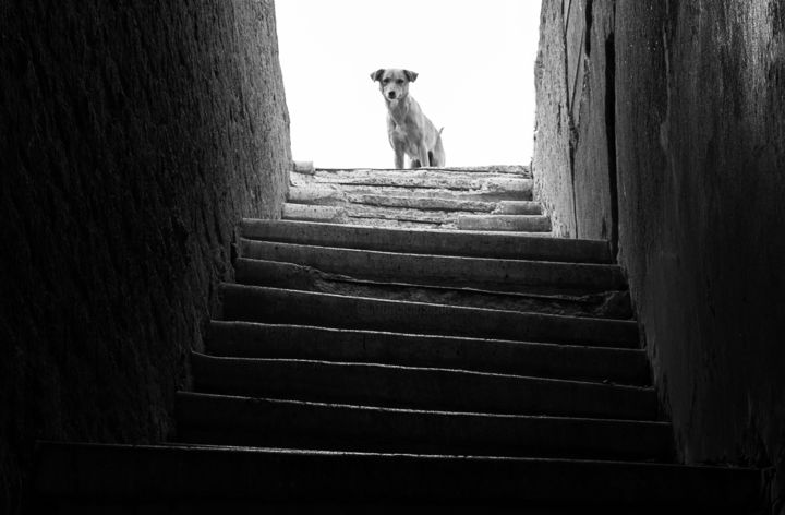 Fotografia zatytułowany „Egyptian Dog in Aba…” autorstwa Nehal Elhawary, Oryginalna praca, Fotografia cyfrowa