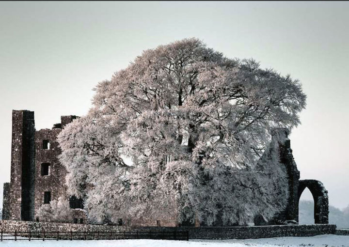 Photography titled "Tree" by Neier Andreas, Original Art, Digital Photography