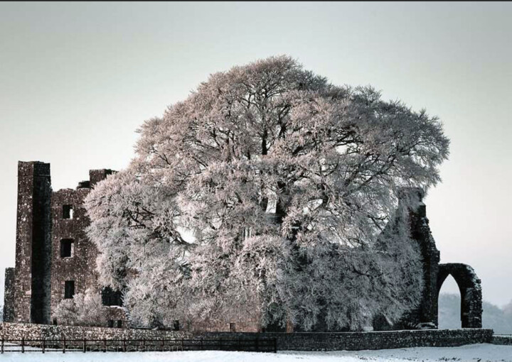 Fotografia intitulada "Tree" por Neier, Obras de arte originais, Fotografia digital