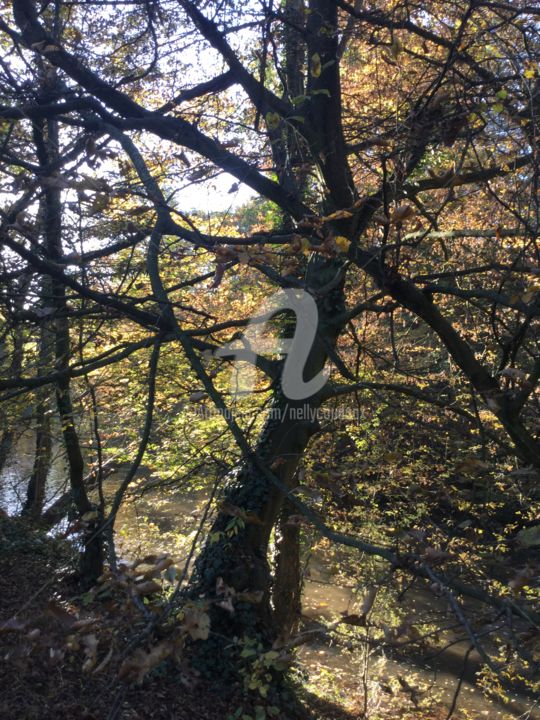 Photographie intitulée "l'arbre au bord de…" par Nelly Coudoux, Œuvre d'art originale