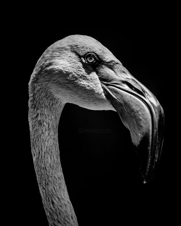 Photographie intitulée ""Who's the bird wit…" par Nick Dale, Œuvre d'art originale, Photographie numérique
