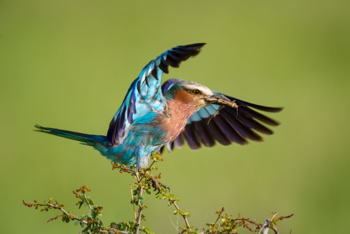 Photographie intitulée ""Ah, grasshopper..."" par Nick Dale, Œuvre d'art originale, Photographie numérique