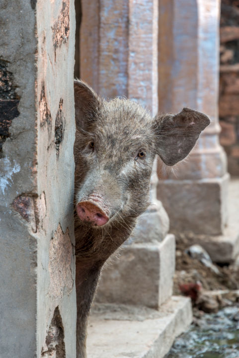 Fotografia intitolato "Pig-aboo" da Nick Dale, Opera d'arte originale, Fotografia digitale