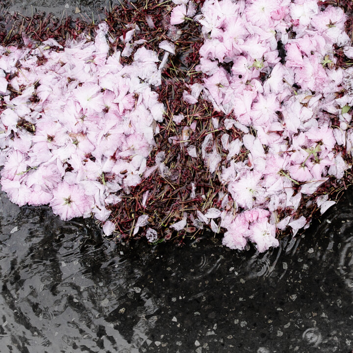 Fotografie getiteld "square sakura: Coag…" door Nico Cofu Arach, Origineel Kunstwerk