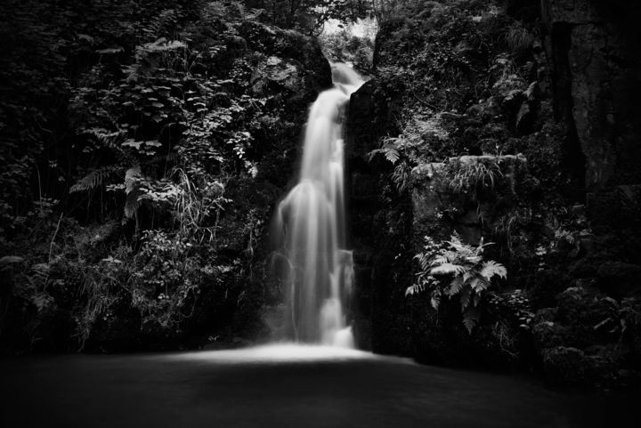 Photography titled "Jungle" by Nicolas Dalaudier, Original Artwork, Digital Photography