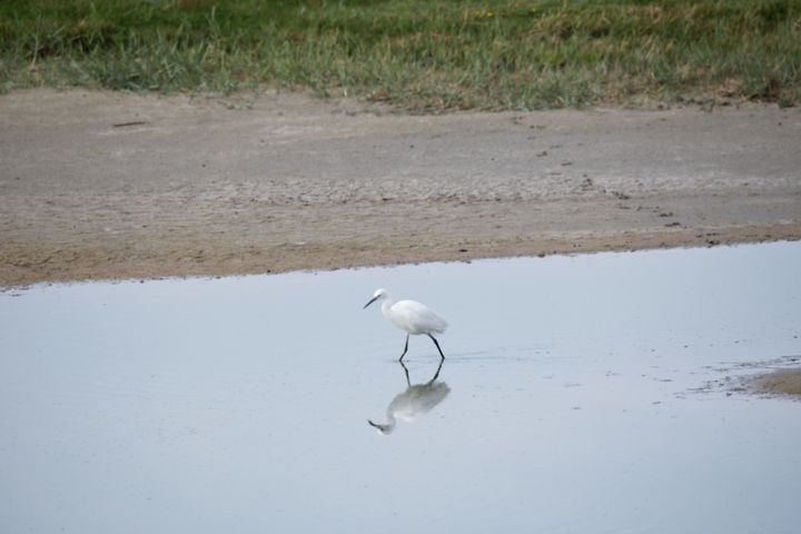 Photography titled "Aigrette Garzette -…" by Nicolas Boucart, Original Artwork, Digital Photography