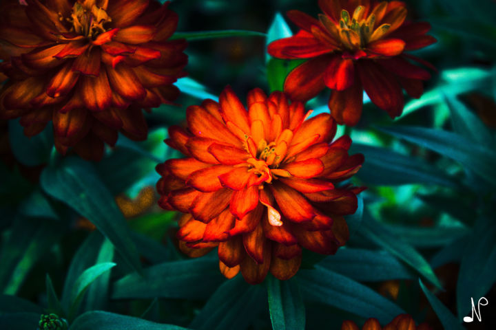 Fotografía titulada "Fleur d'Ares" por Nicolas Daubresse, Obra de arte original, Fotografía digital