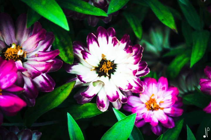 Photographie intitulée "Fleur d'Athéna" par Nicolas Daubresse, Œuvre d'art originale, Photographie numérique