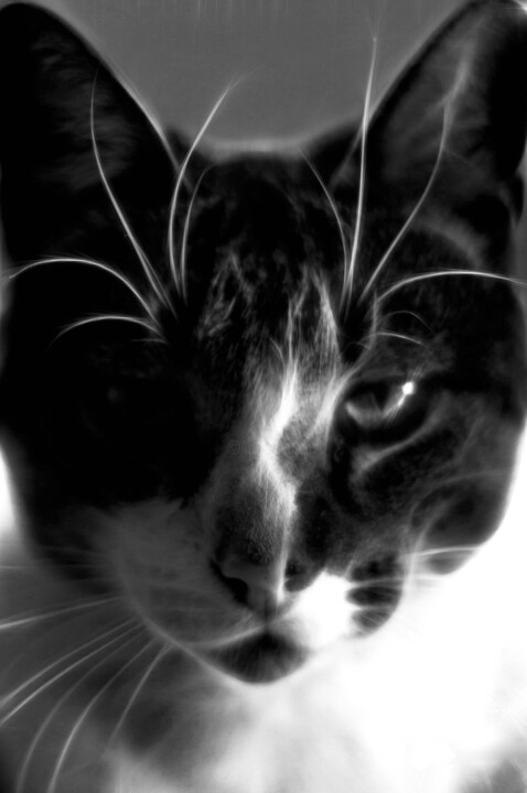 Фотография под названием "Black and white cat" - Nicolas Giannatasio, Подлинное произведение искусства, Цифровая фотография