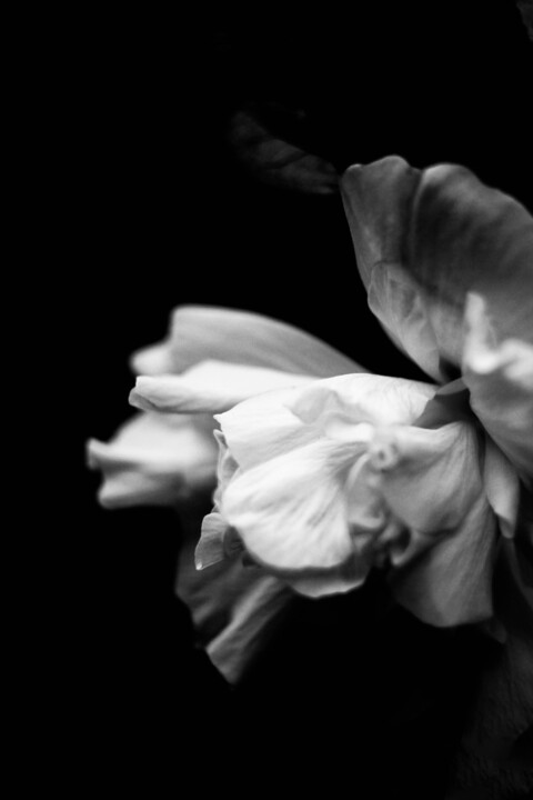 Photographie intitulée "Flor blancoy negro" par Nicolas Giannatasio, Œuvre d'art originale, Photographie argentique