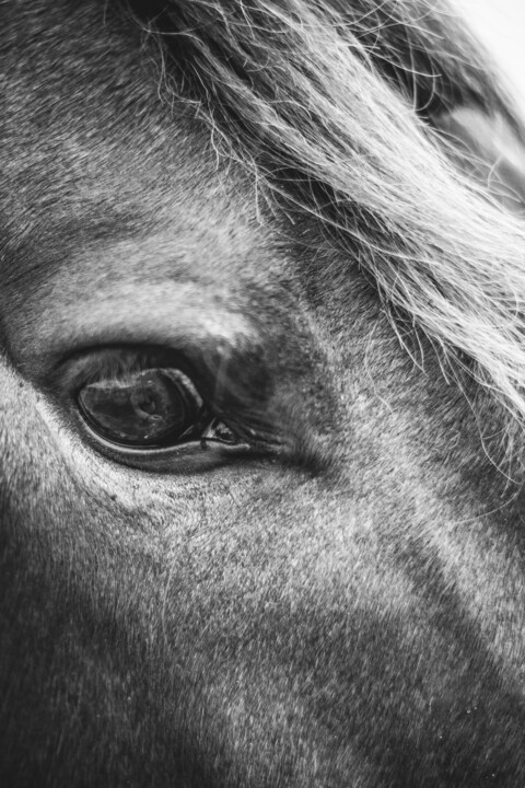 Photography titled "Mirada de caballo e…" by Nicolas Giannatasio, Original Artwork, Analog photography