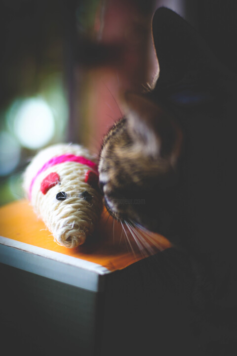 Photography titled "Gato y raton, Mous…" by Nicolas Giannatasio, Original Artwork, Digital Photography
