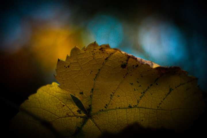 Photography titled "Leaf" by Nicolas Giannatasio, Original Artwork, Digital Photography