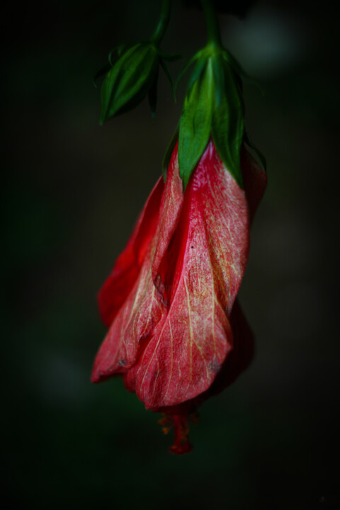 Photographie intitulée "Flor de hibiscus ro…" par Nicolas Giannatasio, Œuvre d'art originale, Photographie numérique