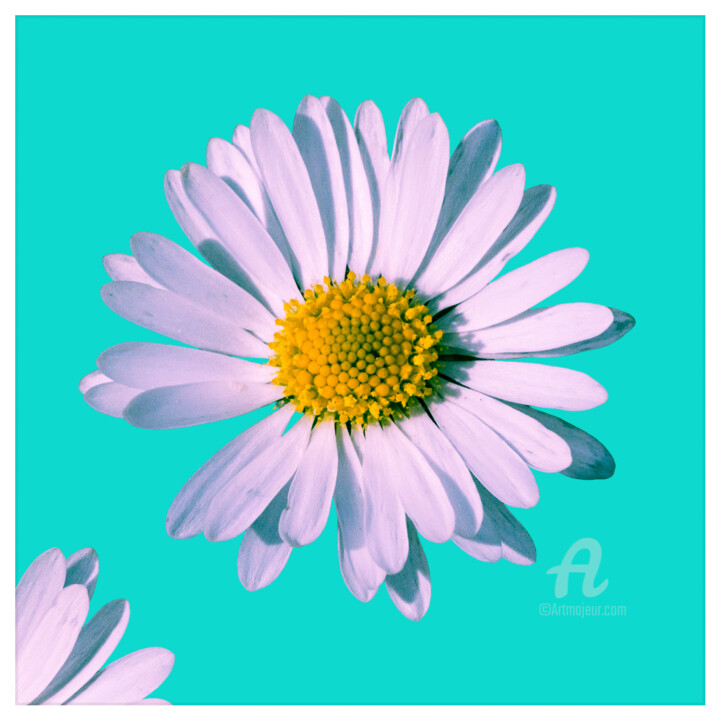 Фотография под названием "Daisy blossom pop 1." - Nicolas-Monk.Gd, Подлинное произведение искусства, Цифровая фотография